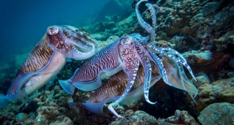 সিপিয়া রোগীর গল্প