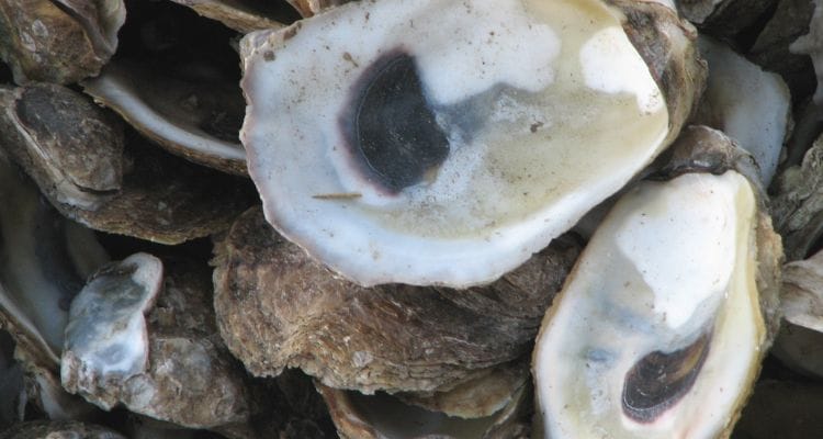 হিপার সালফার হোমিও ঔষধ