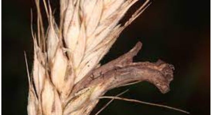 সিকেলি কর হোমিওপ্যাথি চিকিৎসা(২০২৫)