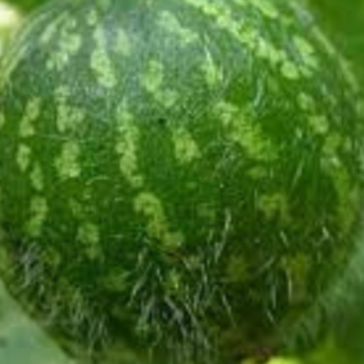 কলোসিন্থ হোমিও ঔষধ এর রোগীলিপি