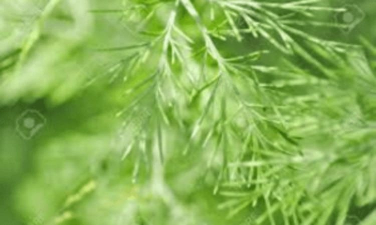 এব্রোটেনাম হোমিও ঔষধ