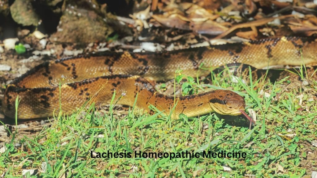 ল্যাকেসিস হোমিও ঔষধ