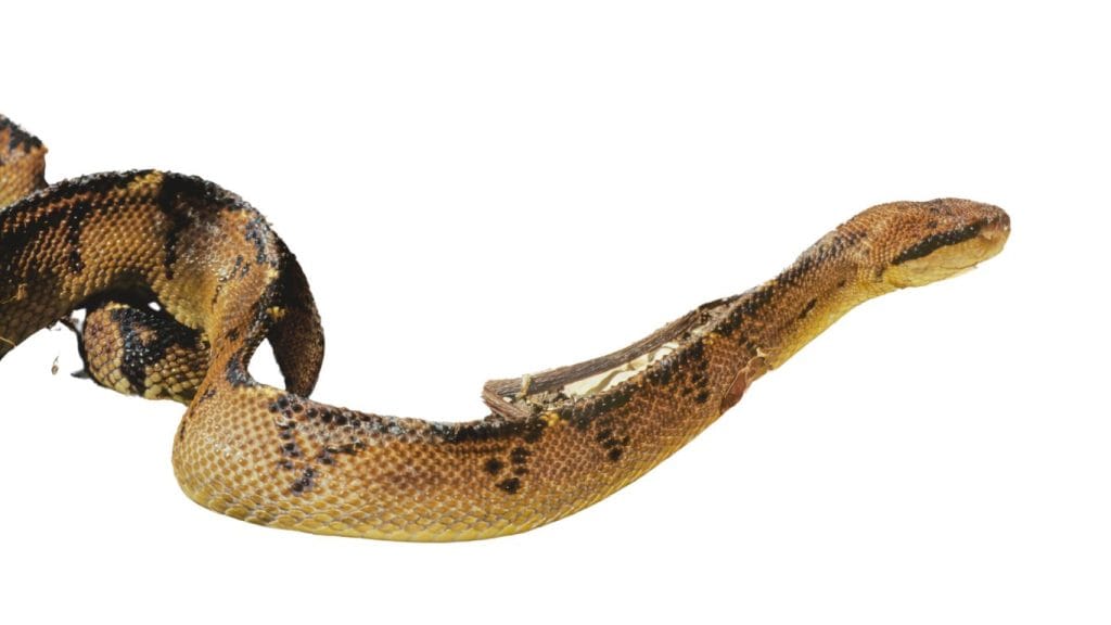 ল্যাকেসিস হোমিও ঔষধ