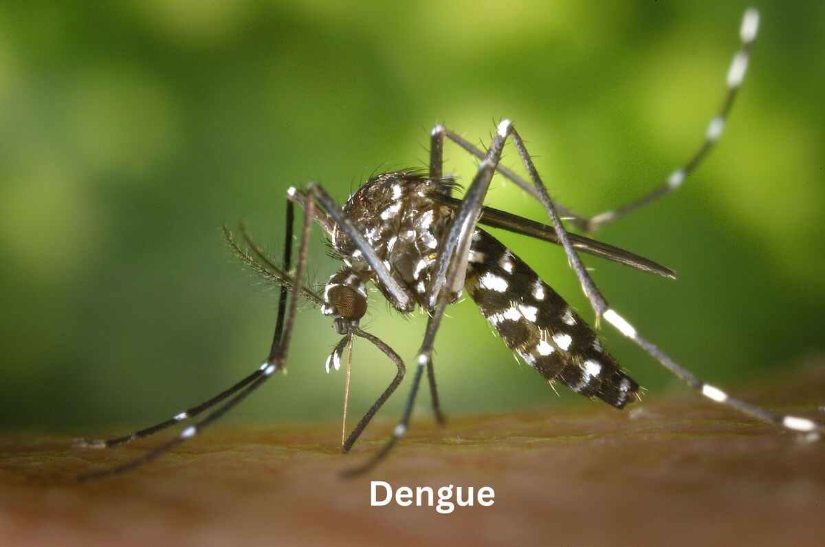 ডেঙ্গুর আতঙ্ক: হোমিওপ্যাথি কি হতে পারে আপনার ভরসার জায়গা?
